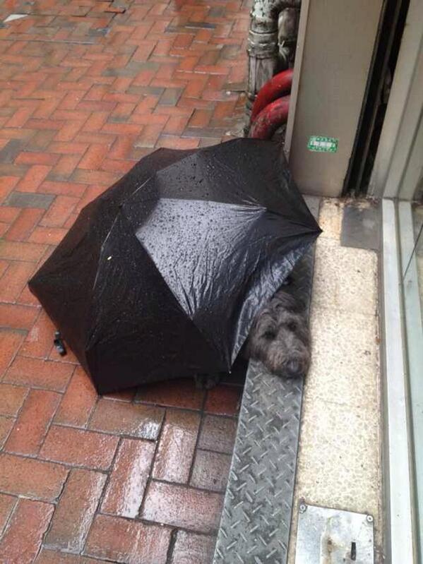 jamesejarman's tweet photo. #hongkong #typhoon dog braces himself http://t.co/z5NHicTvUH