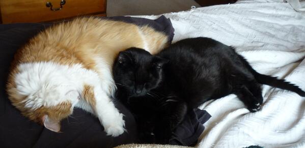 Stubby_cat's tweet photo. I do like to nap on @CatJonesy he's really soft and warm http://t.co/OWrl9clRZP