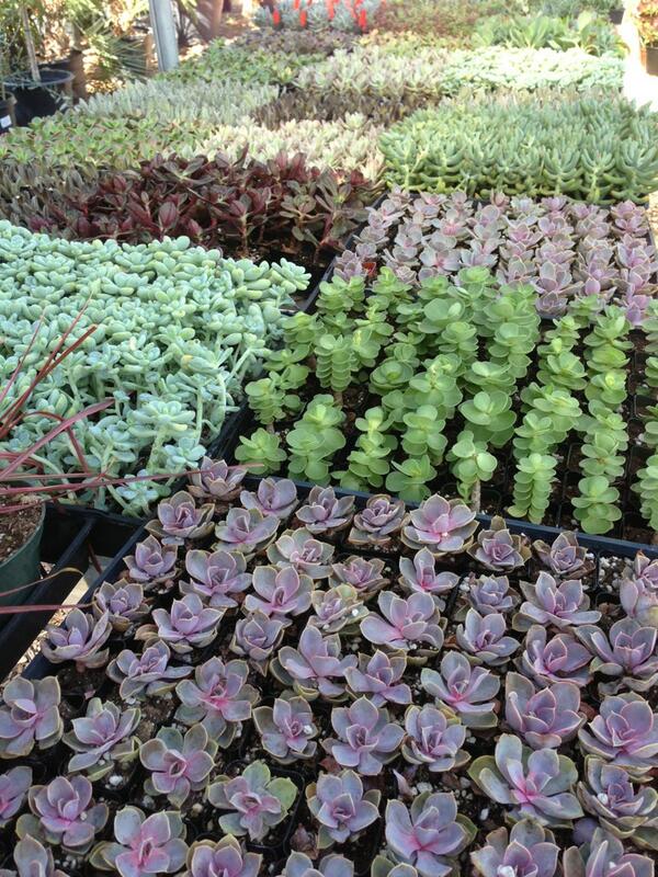 easucculents's tweet photo. Tons of new plants now in! Cooler weather=happier, more colorful plants! http://t.co/SMAush2j5h