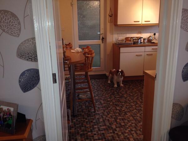 parle_parle's tweet photo. Someone wants more lamb # greedy cavalier! http://t.co/fQdT3Pry3P