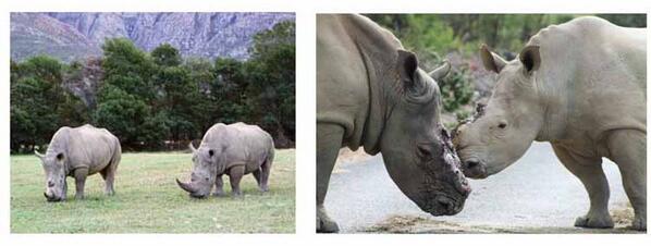 PinotagePepper's tweet photo. honouring Lady &amp; Higgens on this @WorldRhinoDay @savetherhino they were targeted @fairyglengamereserve and survived http://t.co/z0kyPKrM1Q