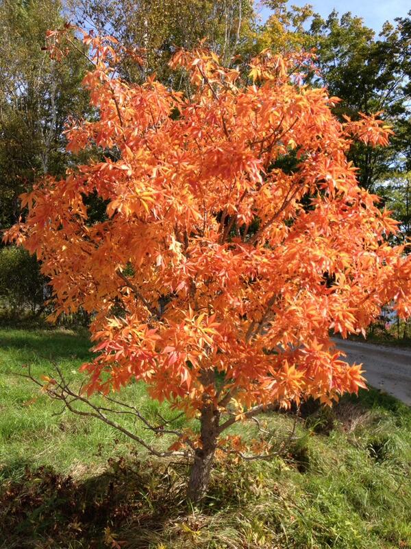 lulu2142's tweet photo. #outyourwindow
Fall has arrived http://t.co/c0VMJ8ZWyi