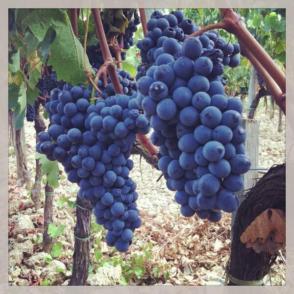 traveltheboot's tweet photo. Sangiovese, ready to be harvested in Tuscany. http://t.co/pgylUyyfYh