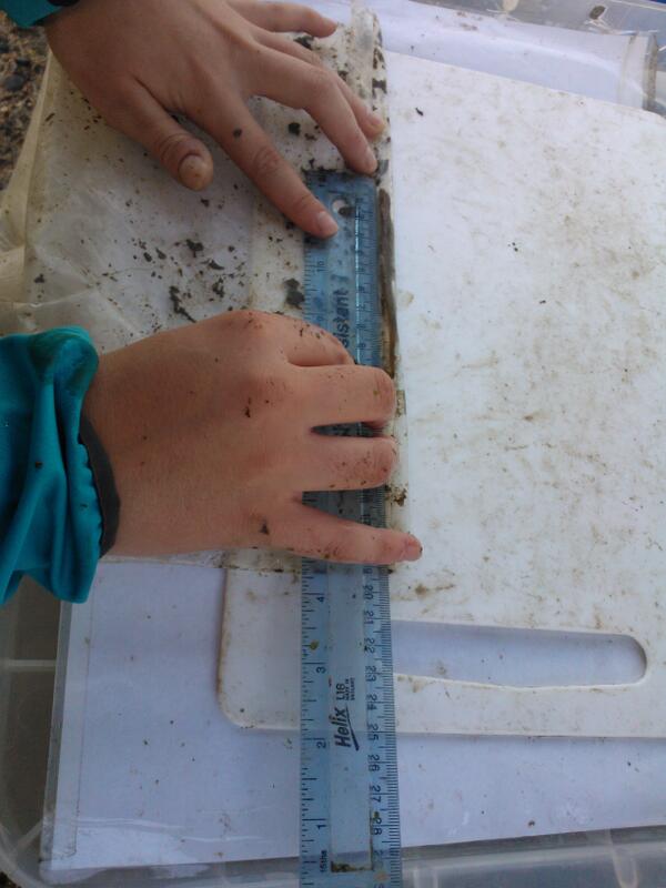 elisebabb's tweet image. Great #eel monitoring season, measurements being taken Friday with @MaaikeMilligan at #Bowlocks @Thames21 @ZSLMarine