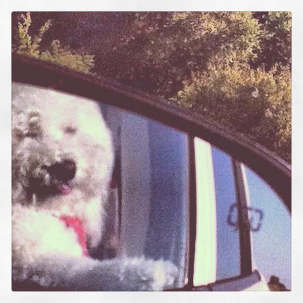 Mr_Woofy's tweet image. Life is a highway. #deepdogthoughts #winstontweets