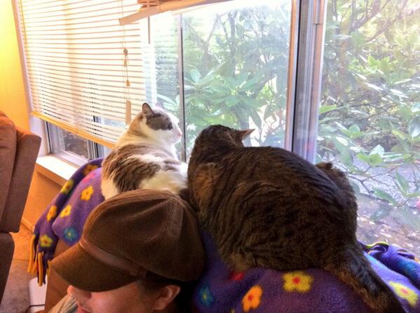 FlorentineQuill's tweet image. "Please don't start a fight above my head, you two." #FireWho