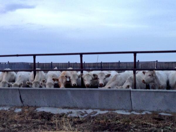 After a long day yesterday, all the babies are finally weaned! Has anyone else started weaning yet?