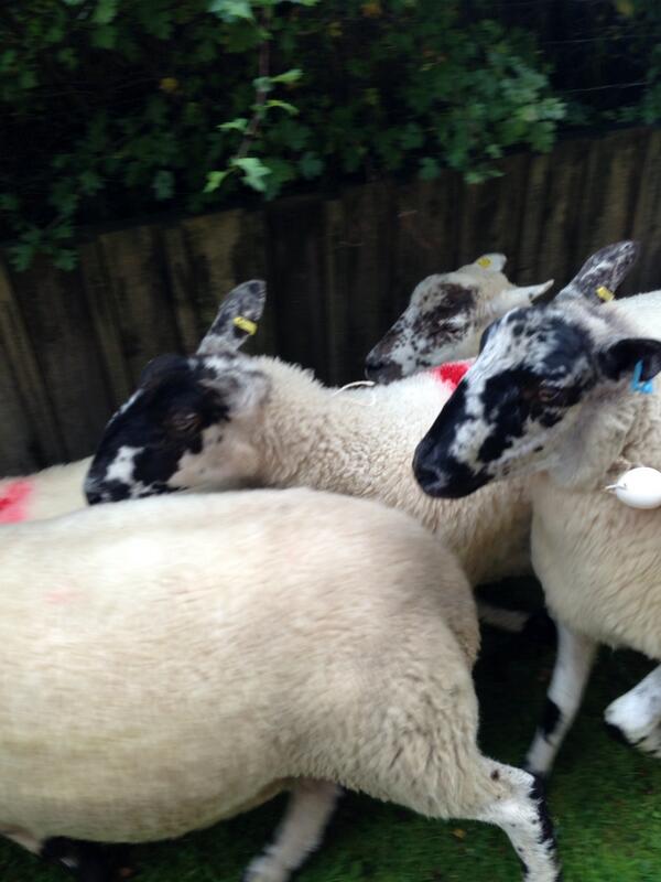 GillWatsonChef's tweet image. Lots of fun (and beer and sausages from #Porcus) with sheep racing in #Roughlee #Lancashire #HotSunshine