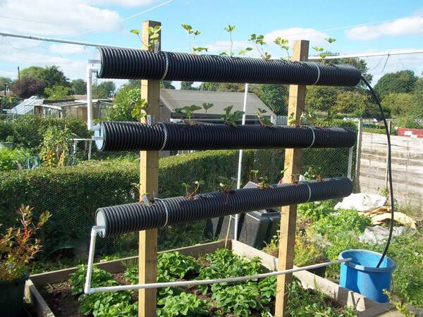 JimmysAllotment's tweet image. Planted up my strawberry pipes.
