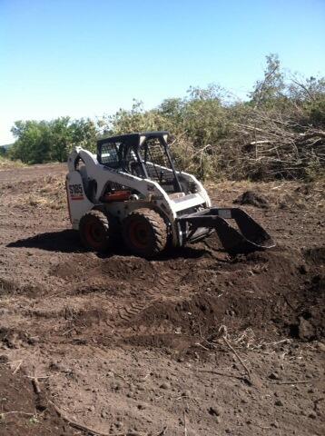 I fucking hate trees.