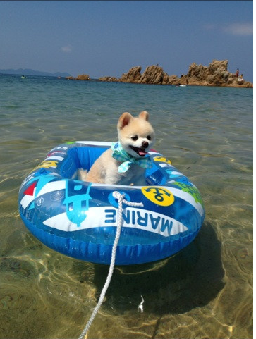doge tweet media