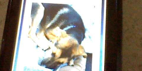 this is my new dog Sasha sleeping in the car with my moms friend who is bringing her to my house