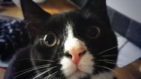 LizzieMorris8's tweet image. I think my cat is on drugs??? #crackcat