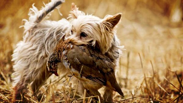Sra1983's tweet photo. So proud of our little retriever #gundog #yorkie #Shooting #thefield http://t.co/udD2Vfodjf