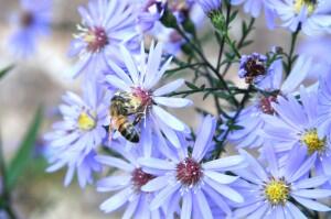 BuzzNatural's tweet image. October Troubles in the Hive goo.gl/V1jGVi