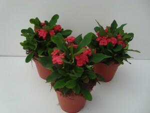 Have a look at our #Euphorbia #Milii catalog on cactuskwekerijstolk.nl. Also check our other plants! #stolk #maasdijk