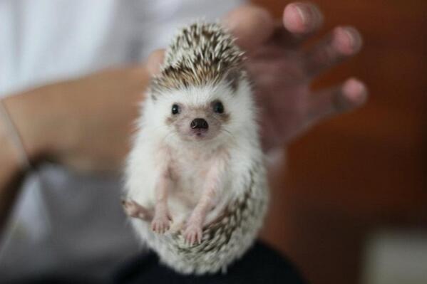 癒されハリネズミ画像 Pa Twitter 首根っこを掴んで 持ち上げる事が出来ます ハリネズミ Http T Co Jc0o7ycf8j