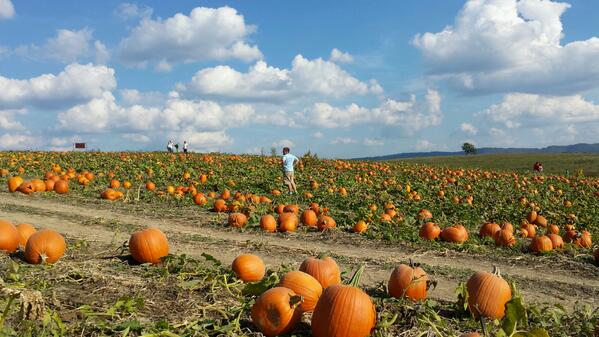 “<a href="/JenWolz/">Sorry ~ Not Sorry</a>: Picking pumpkins with <a href="/wolztrey/">Just Trey</a> at <a href="/SinklandFarms/">Sinkland Farms</a>. So many to choose from! ”