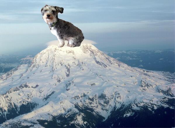 i_schnoodle's tweet photo. I'm on top of the world! RT if you want me to make *you* on top of a mountain!🐾🐶 http://t.co/3Nx39Ch6ol