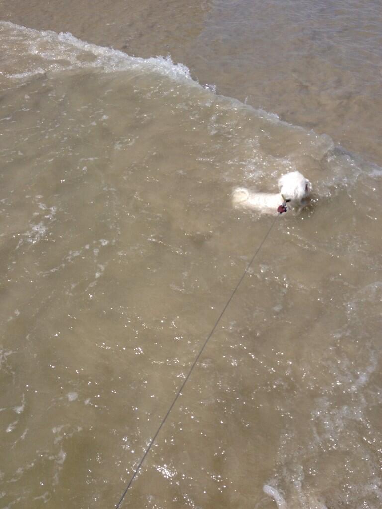 The Friendly Necromancer on Twitter: "Zoomer in the ocean! Lol  http://t.co/nx4kQ33alr" / Twitter