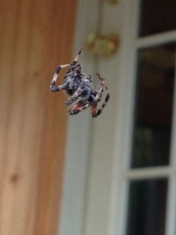 gschats's tweet photo. Just watched this spider duel it out with a bee. It was a draw. http://t.co/XQ0VkyJ2k2