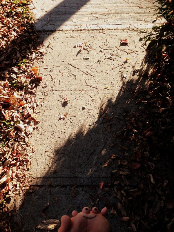 FriendsofStub's tweet image. Stub goes for a walk in the autumn afternoon sun #Leafs #autumn