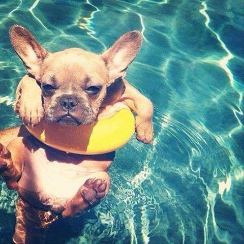 JazzzzzCat's tweet photo. This is all I wanna do http://t.co/4q3TPG08P9
