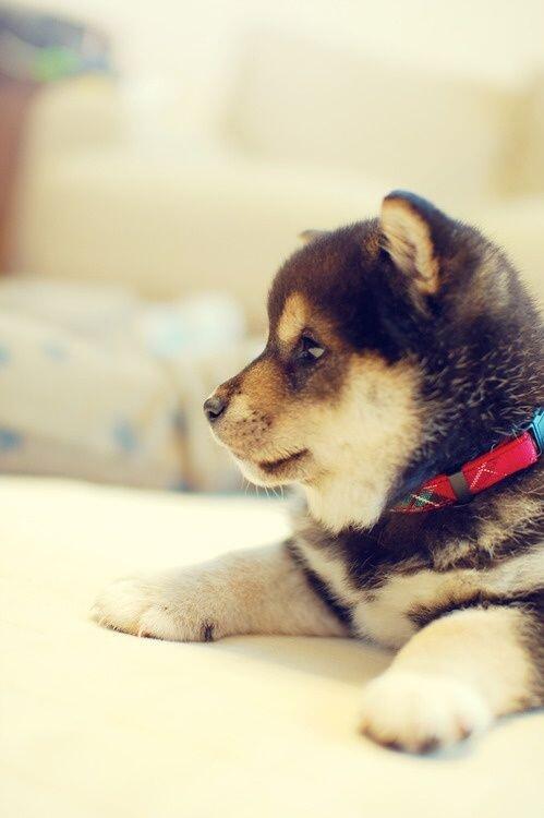 animalspic's tweet photo. http://t.co/oiQ1oDqpvn