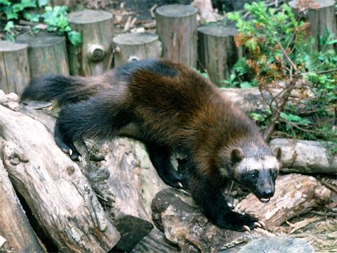 東京ズーネット 公式 イタチ科とは カワウソ ラッコ アナグマ ラーテル イタチ オコジョ フェレット ミンク テン クズリ タイラ グリソン ゾリラなど 多様な環境に生息 写真はかつて上野動物園で飼育していたクズリ 英名ウルヴァリン