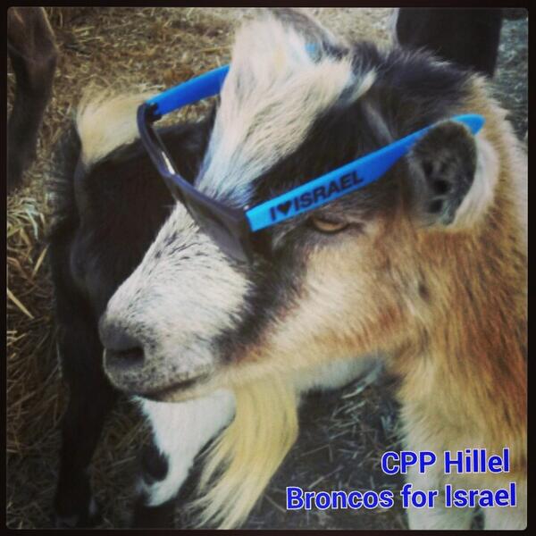 CPPHillel's tweet image. Even the #goats here at Cal Poly are getting into the spirit of #Israel advocacy. #cpp @StandWithUs @IHeartIsraelSWU