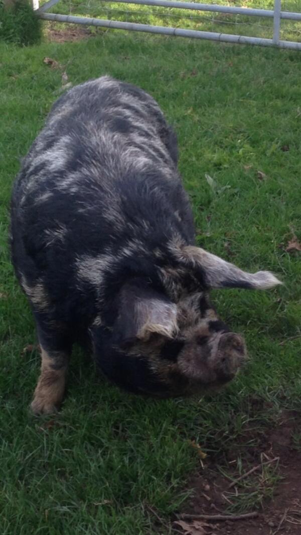 Piggies at #Snugburys with <a href="/SaraAlcia/">Sara Alícia</a>