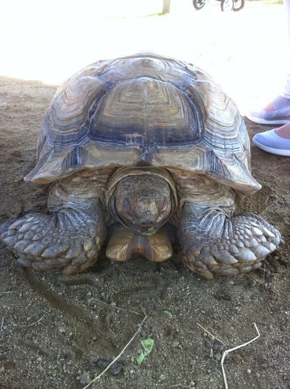 anurahda's tweet photo. 今日の亀 http://t.co/6anMVxD9Ez
