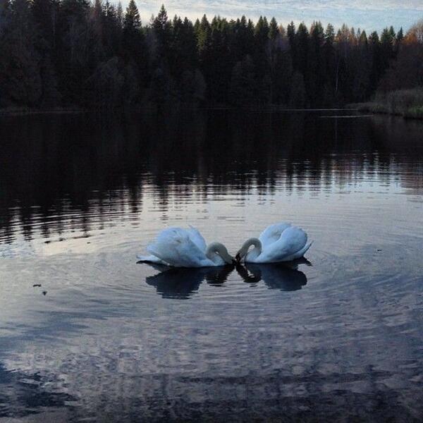 MedvedevRussiaE's tweet photo. In the evening http://t.co/gz1R5oHjH1 http://t.co/VPSBhuCeUU