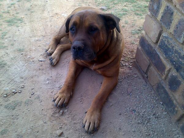 beatmochini's tweet image. Simba scaring #hashone to come out the crib for a smoke ☺