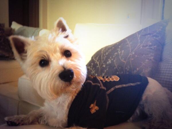 AllisonReneau's tweet photo. So you're telling me Brees broke another record? @Saints @KyleLeunissen #WhoDat http://t.co/CoJaDe7ShG