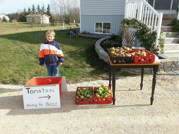 rchartier2009's tweet photo. Tomates for sale. Money collected to Winnipeg Harvest.  His idea. :-) http://t.co/3PpR0tWlME
