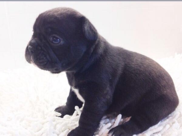 New addition to the family !