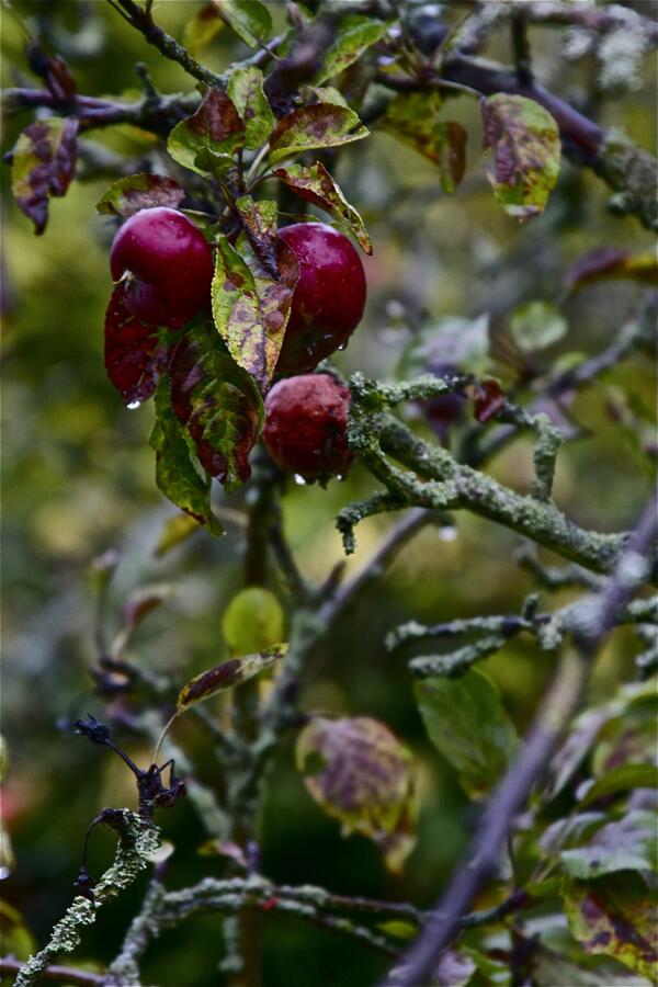 Der Herbst, der Herbst, der Herbst ist da.
apfelwein-blog.de/2013/10/06/der…