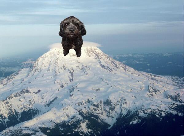 i_schnoodle's tweet photo. @sadie3608 there ya go! 😊😚 http://t.co/oYX39GcmyF