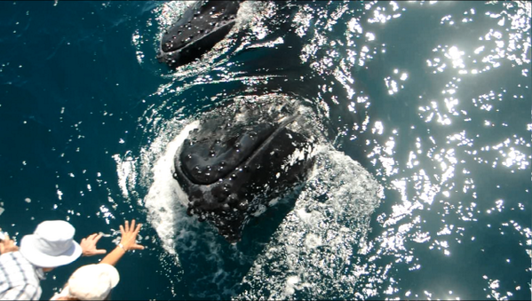 WhaleOne1's tweet photo. Hi there guys! Getting up close on Whale One this season :). 1300 942 531 http://t.co/wflmh2Pq1A