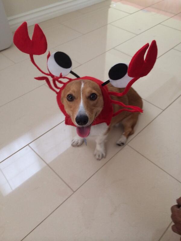 paulinvu's tweet photo. Hard to get crabby with this face! #corgi #venusthecorgi #adorable http://t.co/AzNrlGJpxx