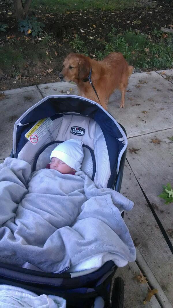 DigbyKime's tweet photo. Ever since @henrykime came around I get to go on a lot more walks. http://t.co/rWpwtRe5fL