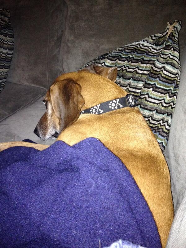 gschats's tweet photo. #dogsbeingpeople http://t.co/JTdkNxgjUC