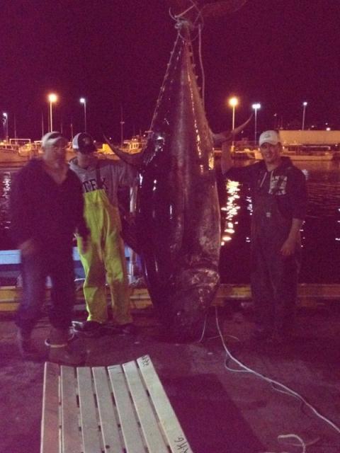flynner24's tweet photo. @WickedTuna @BluefinRegistry @TunaDotCom @CaptMarciano we nabbed him this evening @bestoluck48 1022lbs #grander http://t.co/D2gpzauCuz