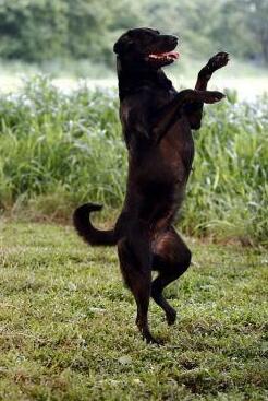 _hidog's tweet image. บอกว่าอย่าขอหมาลำ บอกว่าอย่าขอหมาลำ ไม่รู้หมอหมาลำเค้าลำแบบไหน