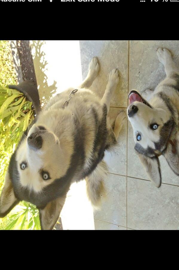 Balto_Havanne's tweet photo. Balto&amp;Havanne http://t.co/vRCsfXZCG1