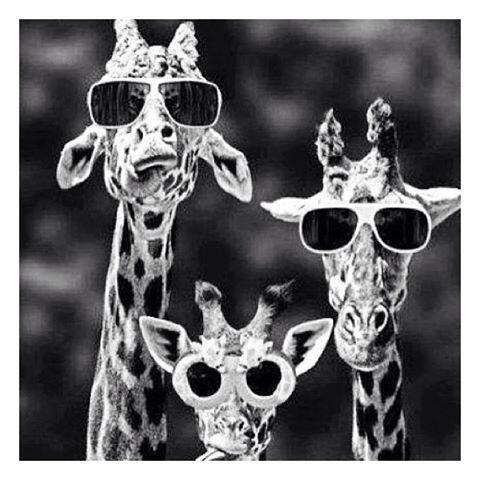 BrilmodeRobBoon's tweet photo. Onze modespecialisten steken dit weekend de nek uit om de mooiste monturen in te kopen #eyewear @silmoparis http://t.co/T2pkNV8wjB
