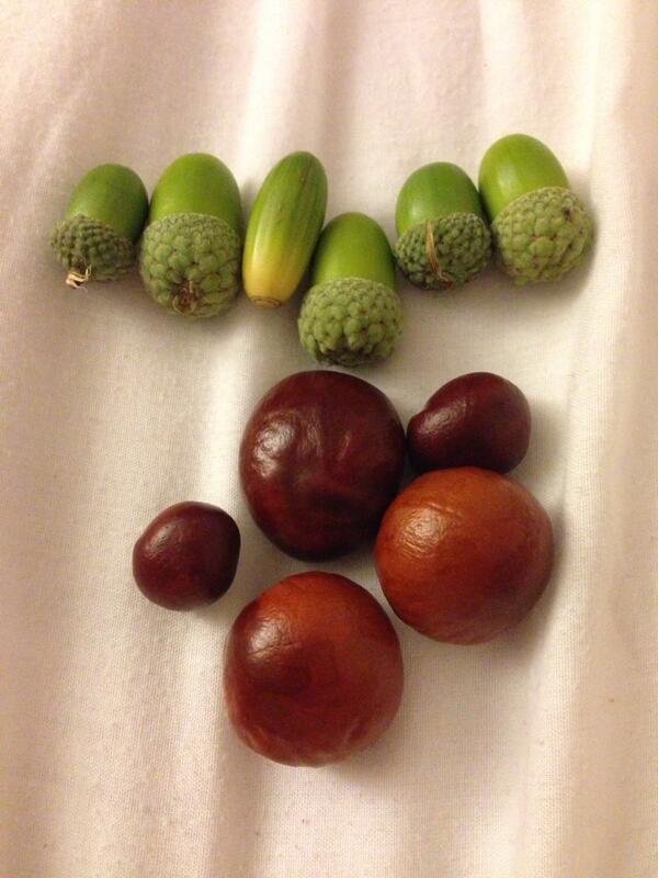 cuffleyonline's tweet photo. RT @Leanneallan73: @cuffleyonline conker and acorn picking best time of year gonna grow some beauties http://t.co/nGxghbozpe
