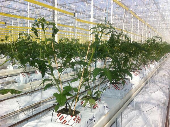 RLasschuyt's tweet photo. De jonge planten op Zuidvliet staan er weer netjes bij... http://t.co/MECJkBsVxn
