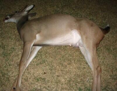 MsAllyArtemis's tweet photo. Kill of the day #prime http://t.co/c6nM3umSeR